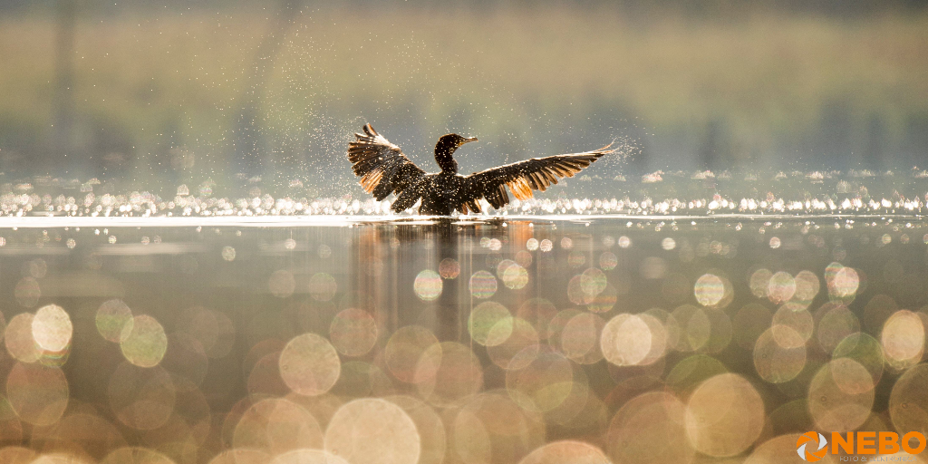 wat is het bokeh effect