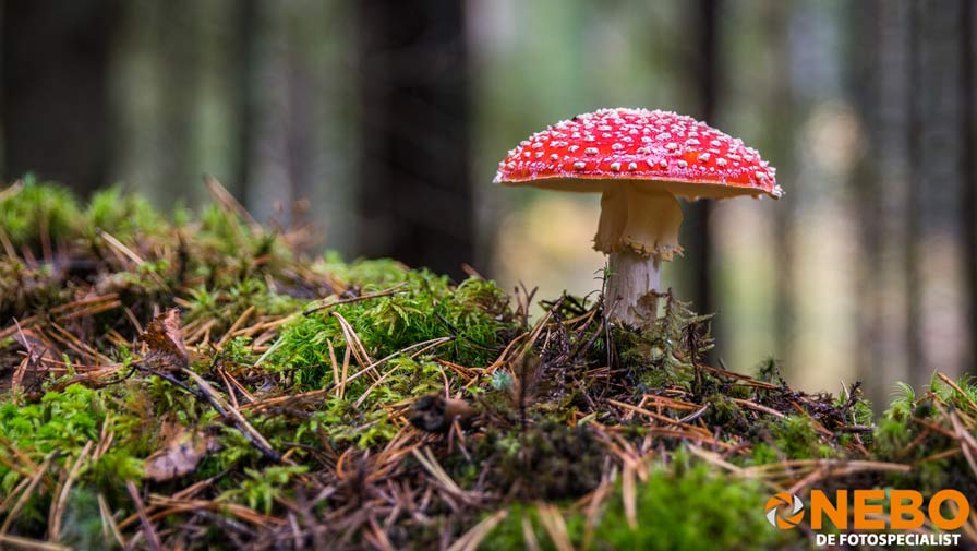 Lens voor macro foto kopen Lens voor macro foto kopen