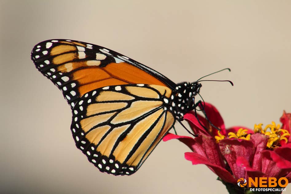 Macrolens kopen natuurfoto