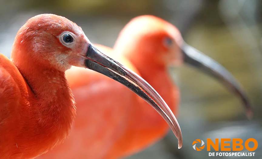 NEBO blog Sony compact camera kopen RX serie