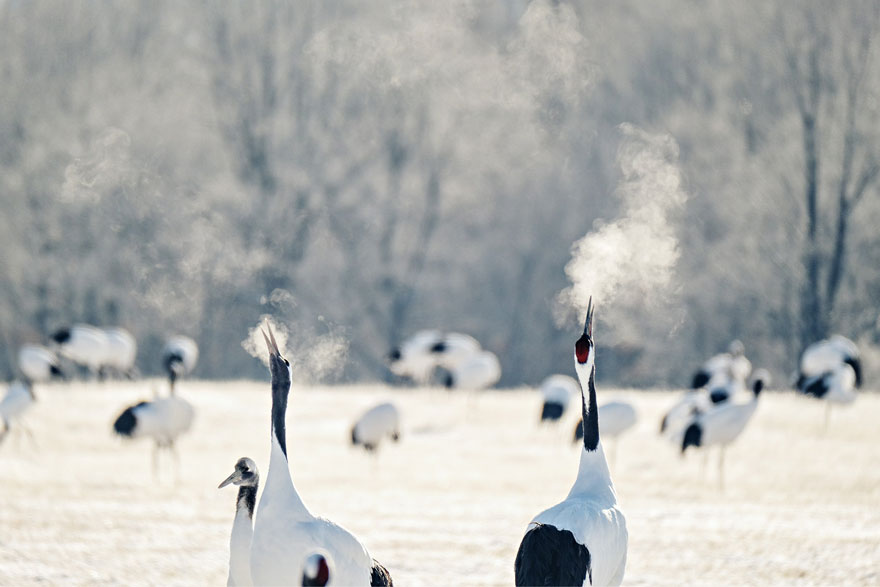 Fujifilm X-T4 foto voorbeeld