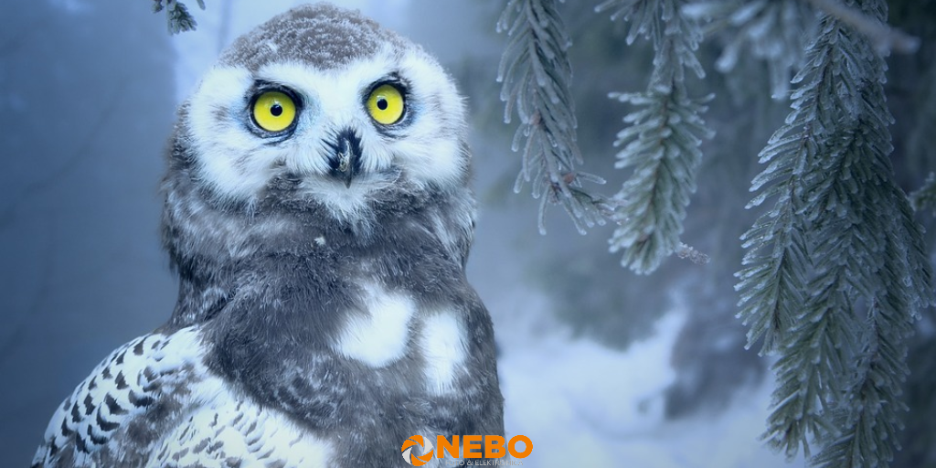 close up fotografie 1