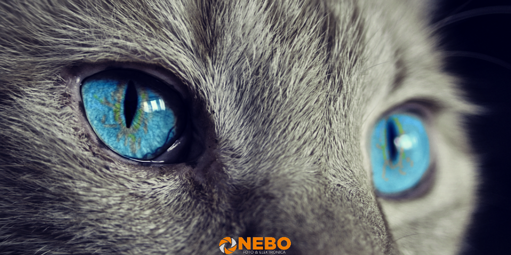 foto van je huisdier maken NEBO