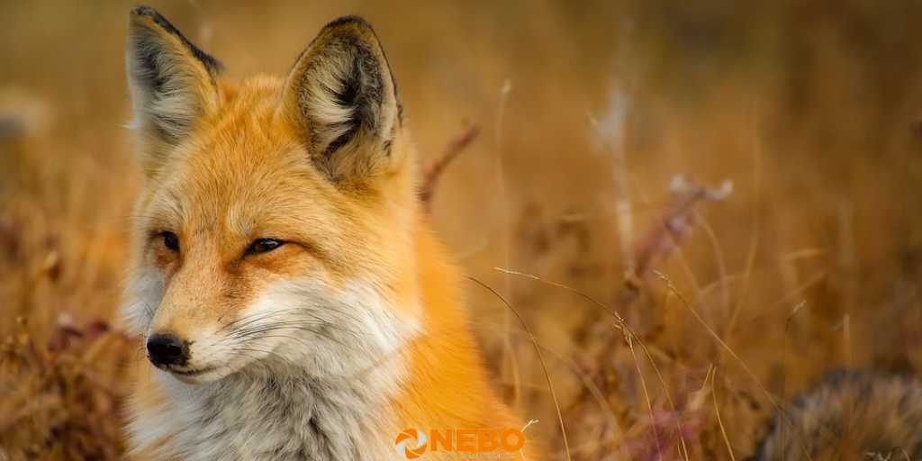 close up fotografie 4