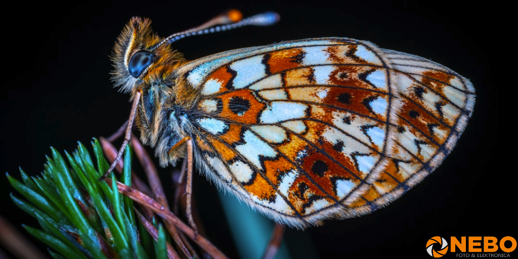 macrofotografie tips voor beginners